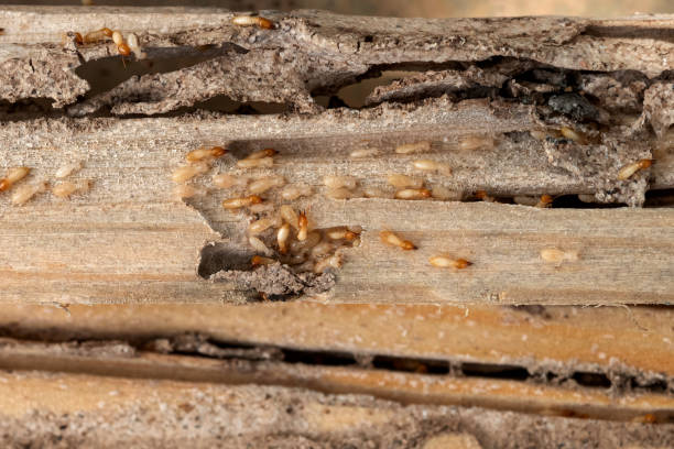 Best Rodent Control Near Me  in Lwa, CA