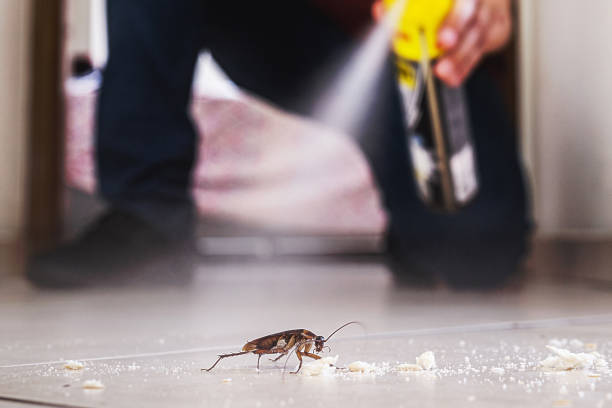 Wasp Removal Services in Calwa, CA
